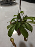 八目尚賞捕蝇草盆栽新奇趣味捕虫草食人花卉绿植食虫草新奇趣味捕蝇草 大猪笼草一盆（吊篮原盆） 带盆栽好 实拍图