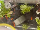 云峰海瑞鱼缸观赏虾活体虾鱼缸工具虾除藻活虾鱼缸除藻除藻虾黑壳虾五彩虾 虾螺蟹清洁套餐B（会生小虾 送尝鲜虾粮） 实拍图