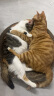 比瑞吉俱乐部鲜知系列全价猫粮成猫幼猫冻干三拼全期猫粮10kg 实拍图