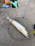 达亿瓦（DAIWA） CROSSFIRE 路亚竿入门路亚杆钓竿路亚钓鱼竿 进口路亚竿 2.49m 822MS.CS·Q（中调直柄） 实拍图