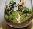 宜品达苔藓微景观青苔植物鲜活白发藓创意小盆栽雨林缸diy盆景假山装饰 新鲜（双层）一盒 实拍图