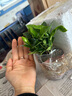 爱你一万年栀子花盆栽花卉植物室内绿植四季好养茉莉花源头直发驱蚊组合包邮 荷叶陶瓷盆【90#栀子花】 实拍图