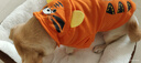 憨憨宠 狗狗衣服 猫衣服宠物衣服变身装猫咪衣服中小型犬幼犬秋冬服装 小老虎款 XL号建议体重10-18斤 实拍图