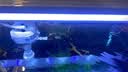 金利佳（Jeneca）鱼缸过滤器三合一吸水泵滤盒水族箱上滤上置循环过滤槽壁挂增氧 【小号黑色五件套】适长35-42cm 实拍图