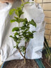 姜南 重瓣虎头茉莉盆栽花卉阳台植物室内白茉莉三叶带花苞观花植物苗 虎头茉莉2年苗 壮苗 实拍图
