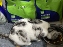 喔喔（WOWO）猫粮成猫 全价无谷生骨肉鲜肉全价猫干粮 【推荐】6斤鲜肉粮 实拍图