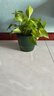九千谷花盆塑料自动吸水懒人盆室内阳台高透明自吸水花盆绿色3个装6201 实拍图