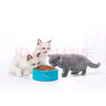 N1爱宠爱猫 PURINA ONE万牌猫粮成猫室内猫成年期英短蓝猫通用型猫粮2kg 三文鱼配方成猫粮2kg 实拍图