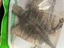 蛤蚧一对带头足（2只）蛤蚧精制中药材 gejie进口哈蚧补肺益肾纳气定喘助阳益精 泡酒中药材店铺 一对/两只（特大号肩宽约15-16cm） 实拍图