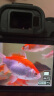 佳能（Canon）EOS R8 RF 24-50 STM镜头套机 扫街拍摄套装 晒单实拍图