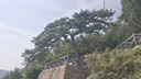 象印（ZO JIRUSHI）儿童保温保冷杯真空不锈钢弹盖水杯带杯套480ml独角兽紫SM-UA48VZ 实拍图