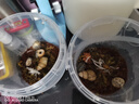 京东物流 食品级手提密封塑料桶包装桶钓鱼桶抓鱼桶水果冰粉桶摆摊桶龙虾打包盒300ml-5L 1L-透明色（2个装）满口容量950ML 实拍图