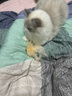 HELLOJOY猫玩具【可伸缩48-81CM】逗猫棒长杆羽毛铃铛猫咪玩具逗猫神器 实拍图
