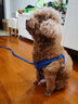 宠德多狗绳小型犬背带狗狗牵引绳狗绳子遛狗绳泰迪博美柯基 蓝色 XS（7-14斤狗狗） 实拍图
