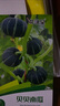 花沃里卵圆茄100粒/包蔬菜种子四季蔬菜种籽速成菜阳台盆栽庭院田间种 实拍图