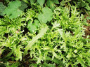 凤鸣雅世小油菜种子四季南方北方菜籽水灵灵青梗菜种子10克 实拍图