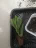 多肉植物小盆栽批发套装多肉组合桃蛋玉露绿植花卉桌面阳台办公桌 肉酱玫瑰3cm不带盆土 实拍图