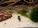 疯狂水草孔雀鱼活体水族宠物观赏鱼冷水耐活小型热带鱼淡水鱼苗 【4CM左右】临产孔雀鱼E 共8条 实拍图