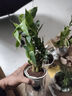 祺典花卉植物室内花办公桌面净化空气水培小绿植好养易活驱蚊盆栽 【吸甲醛小能手】金钻+七叶莲 带盆栽好 实拍图