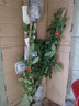 意轩花卉盆栽白茉莉白色茉莉花苗重瓣茉莉白茉莉盆栽茉莉 风车茉莉3年苗 实拍图