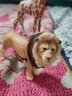 思乐（Schleich S）仿真动物模型 老虎狮子狼豹白虎猞猁男女孩儿童玩具生日礼物3+ 狮子14812 实拍图
