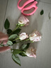 芊芊细语斗南基地直批发玫瑰鲜花全国速递配送女友礼物家用水养插花家庭 洛神玫瑰18支+2支防损 实拍图