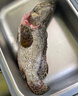 鲜活大龙胆石斑鱼1条 600g起 实拍图