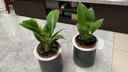 大叶金钻绿公主盆栽植物除甲醛绿植办公室四季常青室内客厅摆放花 【拍一发二】金钻+灰繁星吸水盆 含盆高度15-20厘米 实拍图