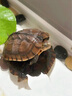 御聚源【招财镇宅】纯种南石龟黄金长寿福龟乌龟活物 宠物龟小乌龟活体 8-10克(3-4厘) 2只情侣装 实拍图