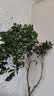 临雅马醉木水培植物鲜切枝条盆栽活树室内小绿植日本吊钟树苗客厅水培 120-130cm+90-110cm一枝+吊牌 实拍图