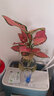 墨一吉利红水培植物室内小盆栽水养水生花卉 吉利红火山瓶 源头直发 实拍图