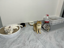 KING魔方 猫咪驱虫药3支装 宠物猫外用驱虫滴剂幼猫除虫跳蚤寄生虫打虫药贝乐清（8周龄以上） 实拍图