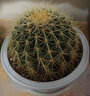 金虎狂刺仙人球盆栽植物绿植金虎超盆栽大盆栽办公室仙人掌 直径15厘米左右 含盆塑料 实拍图