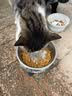 华元宠具（hoopet）猫咪剃脚毛器狗狗猫用专业修脚毛宠物剃毛器电动修脚器脚掌修剪器 【超值】带灯充电款-黄（深入缝隙） 实拍图
