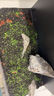 疯狂水草鱼缸水草种子水培植物直接入鱼缸造景水草籽种子速成小对叶牛毛草 实拍图