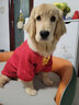 憨憨宠 狗狗衣服 狗衣服宠物衣服秋冬装卫衣中大型犬毛衣金毛大狗衣服 狗狗卫衣 5XL 适合60斤内的狗狗 实拍图