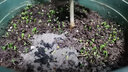 寿禾除虫菊种子苗驱虫多年生盆栽花草籽 潍萫除虫菊种子3g约1200粒 实拍图