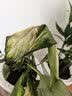 中梦花卉盆栽水培植物室内花绿植水养盆栽 银皇后1棵 不含盆 实拍图