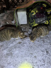 憨憨乐园猫咪磨牙棒木天蓼猫玩具逗猫棒幼小猫用磨牙洁齿自嗨猫薄荷用品3 实拍图
