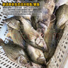 品鲜肴淡水鱼生态桂鱼鳜鱼鳌花鱼桂花季花鱼自然捕获鲜活现杀生鲜水产 净膛后1.2-1.3kg/条【3斤活杀】 实拍图