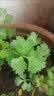芭芽四季水果小香芹菜苗秧苗大芹菜苗水培老品种白红芹种籽春季蔬菜苗 四季小香芹【鲜嫩脆爽】+肥 12棵 实拍图