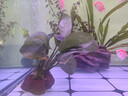 异景园鱼缸水族箱造景水榕沉木活体水草淡水无土植物后景真水草净水增氧 小巴榕【买就发3】巨划算特惠 实拍图