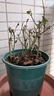 重瓣茉莉花盆栽浓香型南方四季开花带盆驱蚊绿植花卉室内阳台庭院 茉莉4~5棵带花苞发货【送菱形高档陶瓷盆】 实拍图