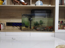 异景园鱼缸水族箱造景水榕沉木活体水草淡水无土植物后景真水草净水增氧 双头大叶榕沉木 实拍图