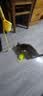 小猫喵喵挂门猫玩具荡秋千吸盘逗猫球小猫咪自嗨解闷神器弹力绳猫咪玩具球 活力黄 实拍图