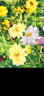寿禾 花种子薄荷波斯菊太阳花格桑花向日葵花海种籽 20种花草种子套餐 晒单实拍图