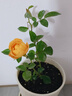 花行榜月季花苗爬藤开花植物特大花卉盆栽绿植四季玫瑰果汁阳台藤本蔷薇 果汁阳台【灌木大花】 不含盆 实拍图