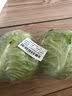 京百味日日鲜 球生菜450g 实拍图