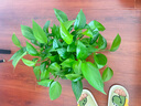 高姿（COGI）面膜补水蜂巢水库修护保湿面膜虾青素控油补水面膜提亮肤色礼物女 【锁水3盒】玻尿酸面膜30片 实拍图