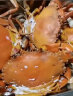 【活蟹】掌昕鲜三门青蟹 公母对蟹（6-7两/只）4只 生鲜活螃蟹海鲜水产送礼盒非帝王蟹 实拍图